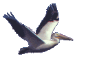 pelican.gif (12363 bytes)